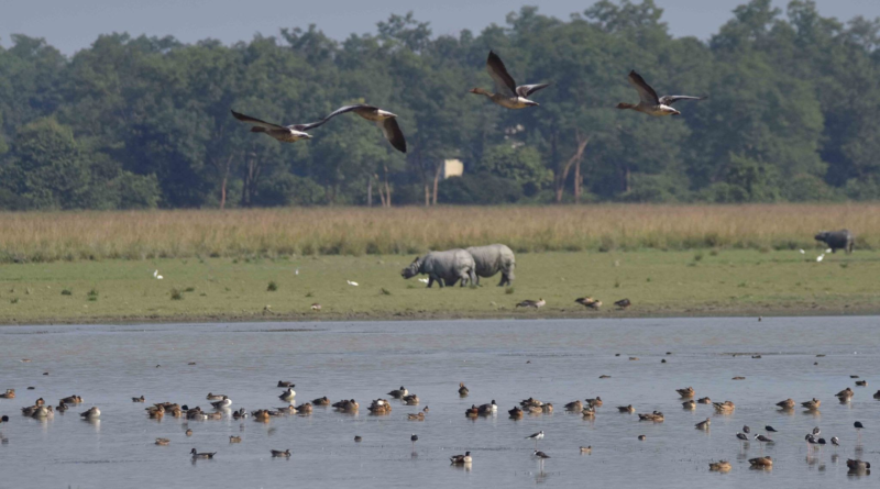Biodiversity related to Assam